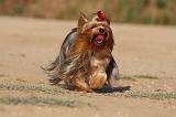 YORKSHIRE TERRIER 561